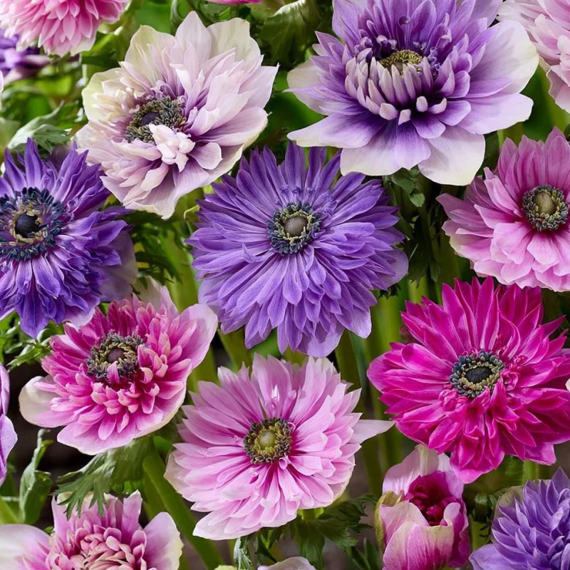Bulbi de Anemone, Flori Perene, Primavara, Toamna, Reduceri online