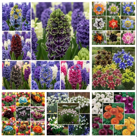 Pachet Promo Mix Bulbi de flori - Simfonia de Primăvară + Ingrasamant