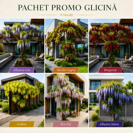 Pachet Promo Glicina 6 Bucati - La Ghiveci