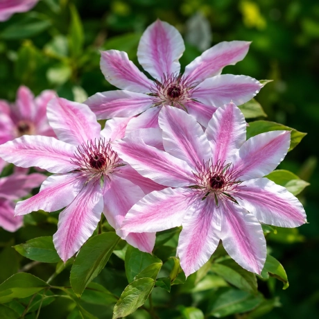 Clematis Mrs Thompson la Ghiveci