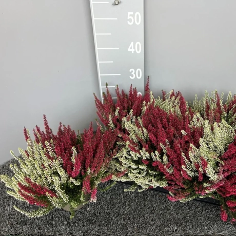 Calluna - Vulgaris Mix 2 Culori - 3