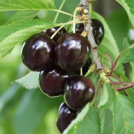 Cires Negru de Szomolya Amar - Radacina Impachetata