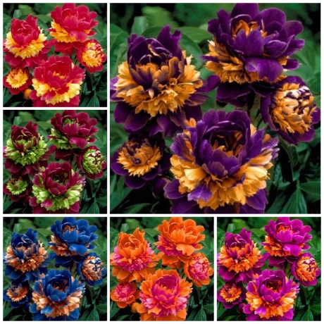 Pachet PROMO - Mixt Bujori