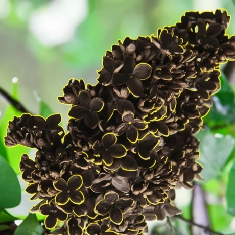 Liliac  Negru Shatirat -La Ghiveci