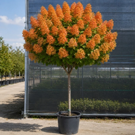 Hortensia Copac - Orange