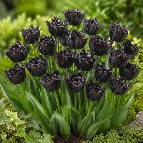 Bulbi de Lalele Franjurate Black