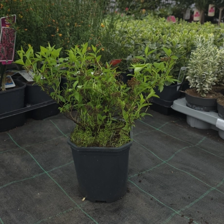 Spiraea - Cununiță Cinerea Grefsheim
