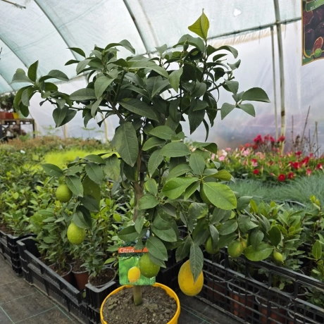 Lămâi Cu Fruct la Livrare la Ghiveci