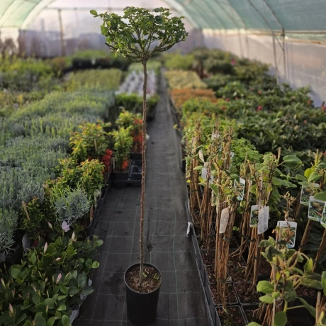 Trandafir Pomisor Kristall la Ghiveci