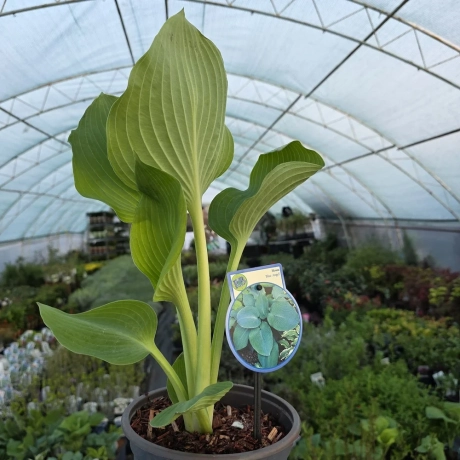Hosta - Crin de toamna Krossa Regal