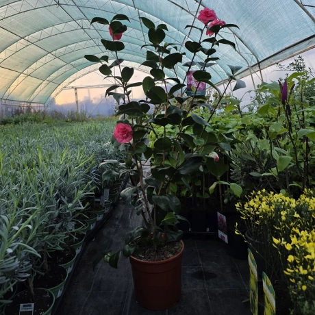 Camelia Japonica White la Ghiveci