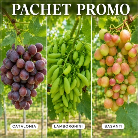 Pachet PROMO 3 Vita de vie - Radacina Impachetata