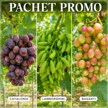 Pachet PROMO 3 Vita de vie - La Ghiveci