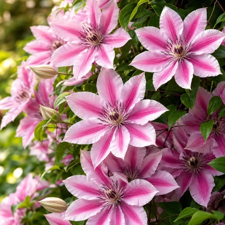 Clematis Nelly Moser la Ghiveci