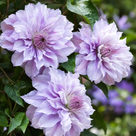 Clematis - Vyvyan Pannel la Ghiveci