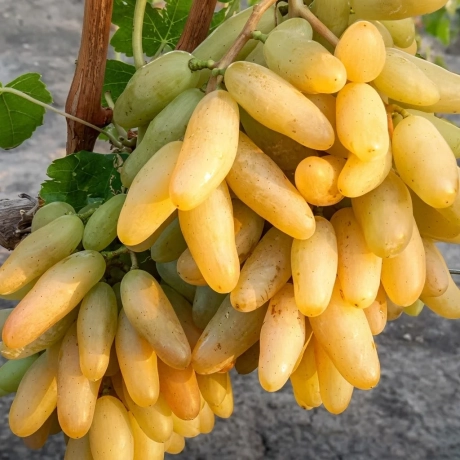 Vita De Vie Banana Perioada Coacere Medie spre Tarzie - Radacina Impachetata