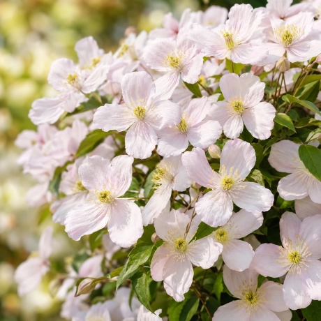 Clematis Montana Eizabeth la Ghiveci
