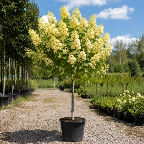 Hortensia Copac - Sol