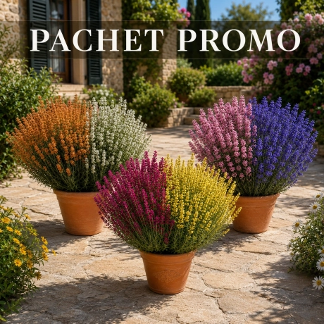 Pachet Trio Lavanda - 3 Bucati, La Ghiveci