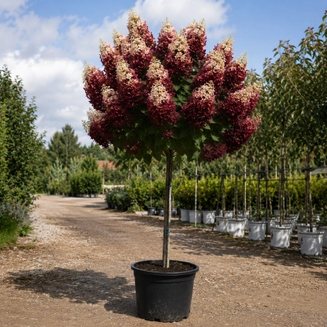 Hortensia Copacel - Rubina