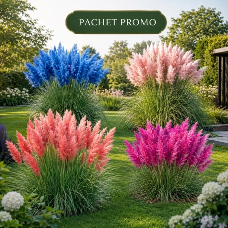 Pachet PROMO Iarba  Pampas