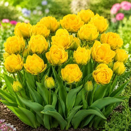 Bulbi de Lalele Double Monte Peony