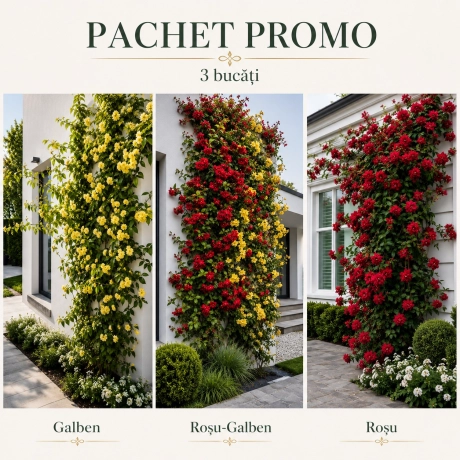 Pachet Promo Iasomie Parfumata - 3 Bucati