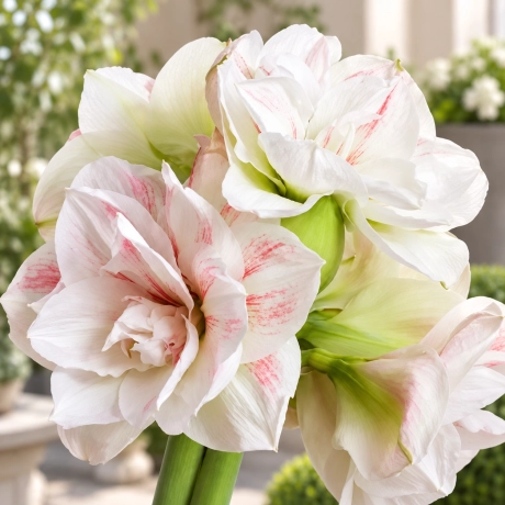 Bulbi de Amaryllis - Hippeastrum Double Nymph
