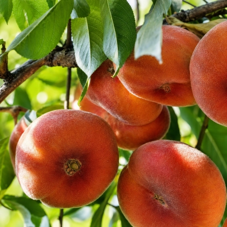 Pom fructifer - Piersic Plat Remeny - Perioada Coacere Medie