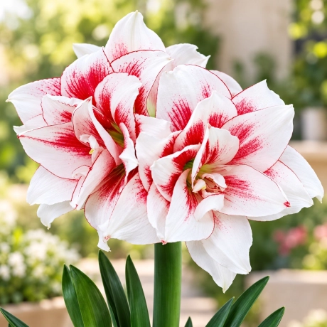 Bulbi de Amaryllis - Hippeastrum Elvas