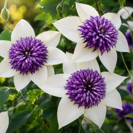 Clematis Florida Sieboldi la Ghiveci