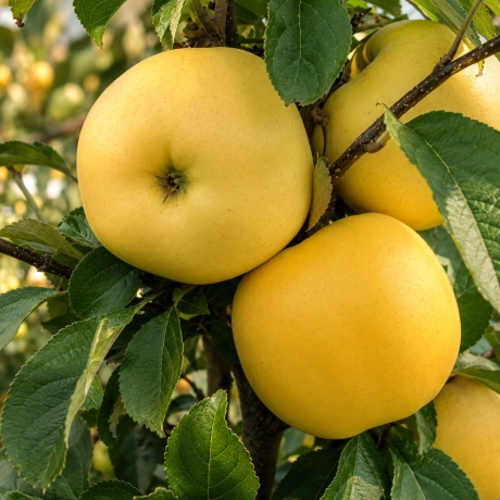 Pom fructifer - Mar Golden Super - Perioada Coacere Tarzie