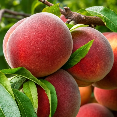 Pom fructifer - Piersic Kingpart - Perioada Coacere Medie