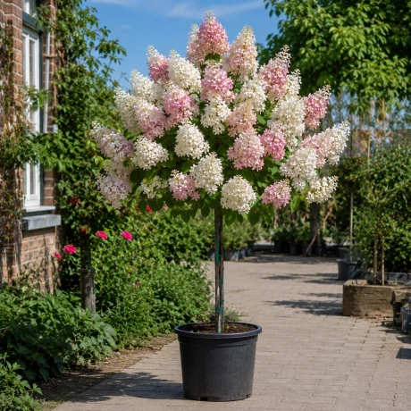 Hortensie Copacel – Roz cu Alb