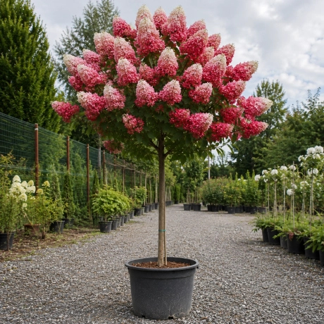 Hortensie De Gradina Copac Vanille Frasie la Ghiveci