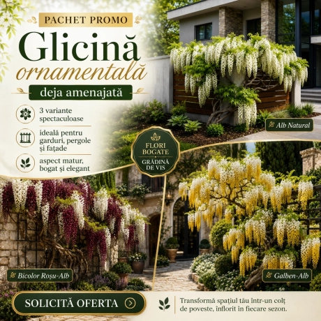 Pachet Promo Glicina 3 Bucati - La Ghiveci