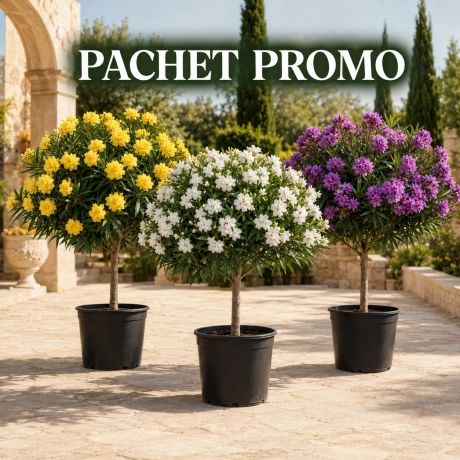 Pachet PROMO Leandru Pomis Parfumat