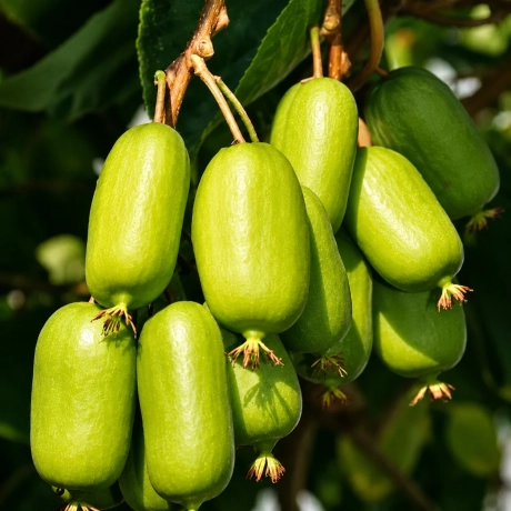 Kiwi Pom Fructifer Hayward - la Ghiveci