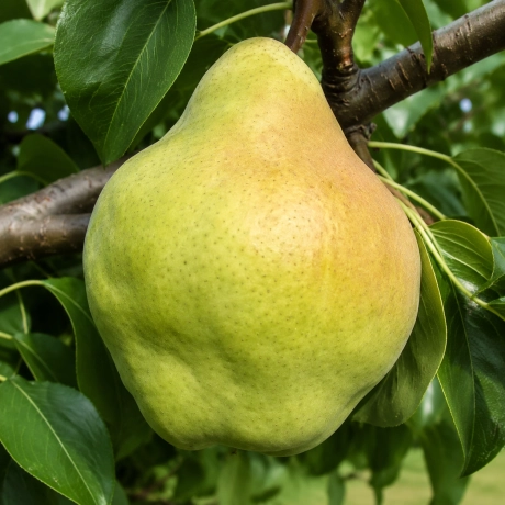 Pom fructifer - Par Untoasa Hardenpont - Perioada Coacere Tarzie