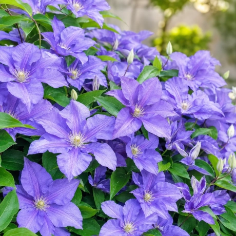 Clematis Blue Angel la Ghiveci