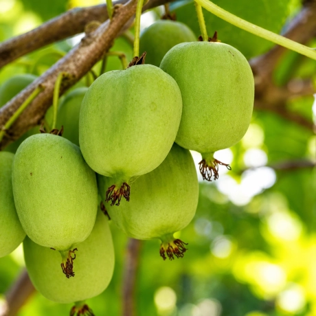 Kiwi Pom Fructifer dr Szymanowski la Ghiveci