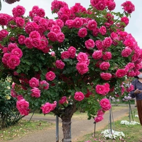 Trandafir Pomisor Ticlam  La Ghiveci