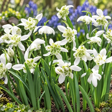 Bulbi de Galanthus Flore Pleno