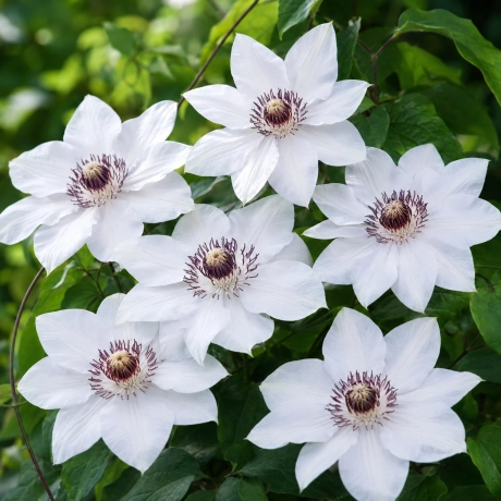 Clematis Miss Bateman la Ghiveci