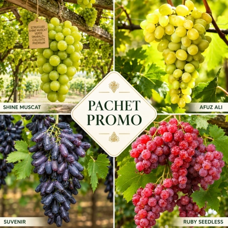 Pachet PROMO Vita de Vie Duo Roditoare - 4 Bucati