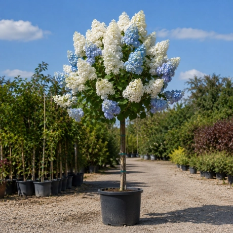 Hortensie Copacel – Alabstru Intens cu Alb