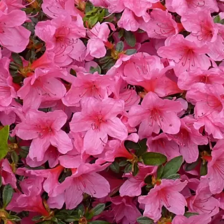 Azalea Japonica - Madame Van Hecke la Ghiveci