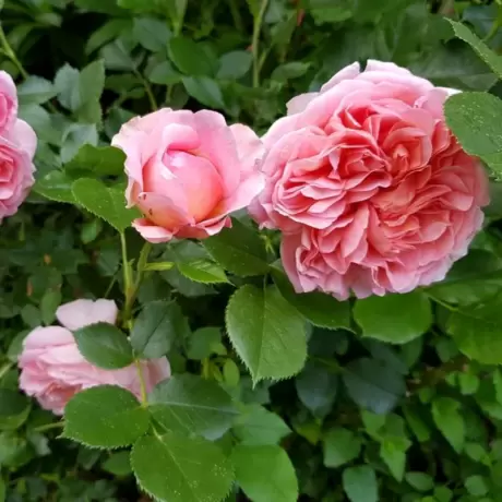 Trandafir David Austin - Boscobel -  la Ghiveci