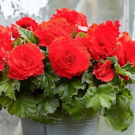 Bulbi de Begonie Frimbiata Red