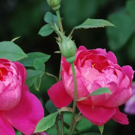 Trandafir David Austin - Benjamin Britten - anul 3 la Ghiveci